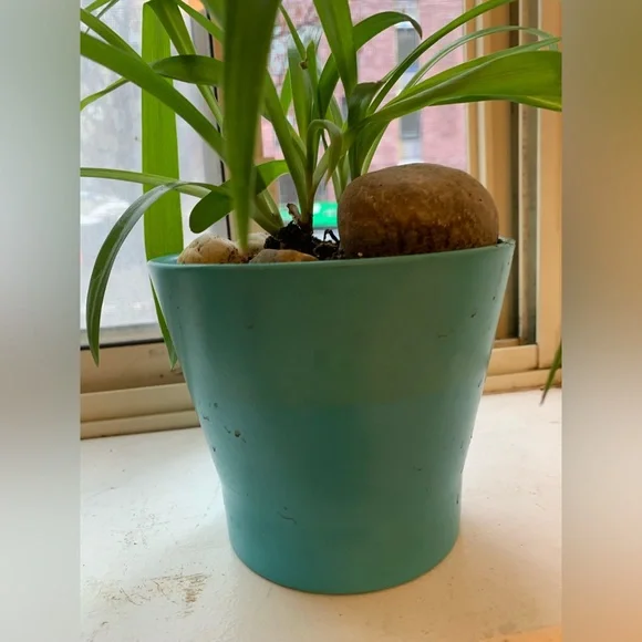 Spider Plant - Picture 7 of 9